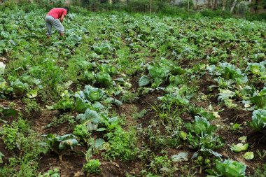 Bahçede kalan lahana mahsulleri.