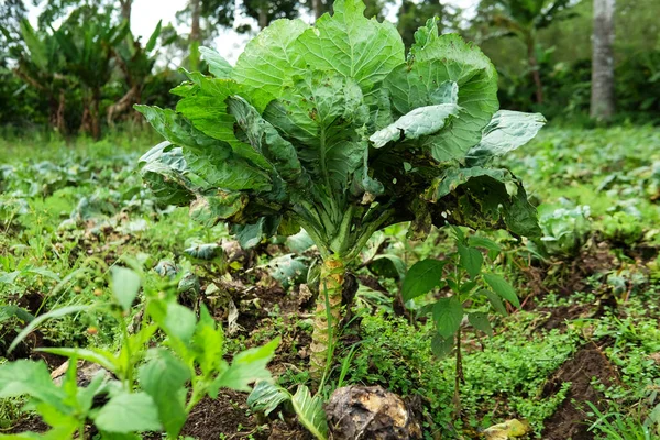 Queen Cabbage Leftover Garden — Foto Stock