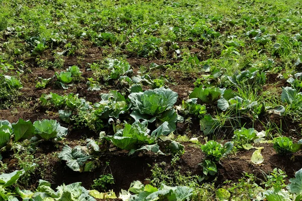 Leftover Cabbage Crops Garden — Foto Stock