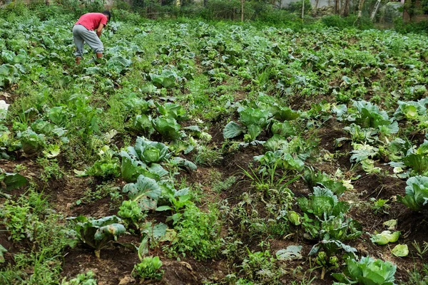 Bahçede kalan lahana mahsulleri.