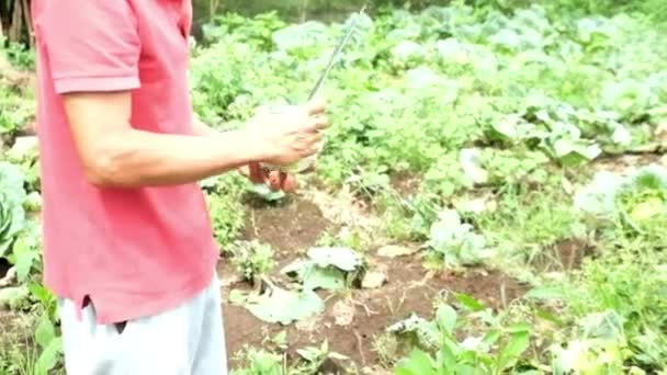 Asian Man Picking Leftover Cabbage Harvest Garden — Stock Video