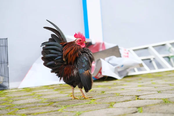 Decorative Rooster Yard — Stockfoto