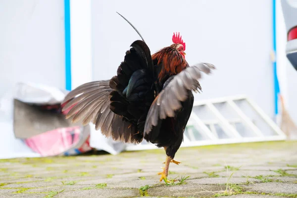 Dekorativ Tupp Gården — Stockfoto