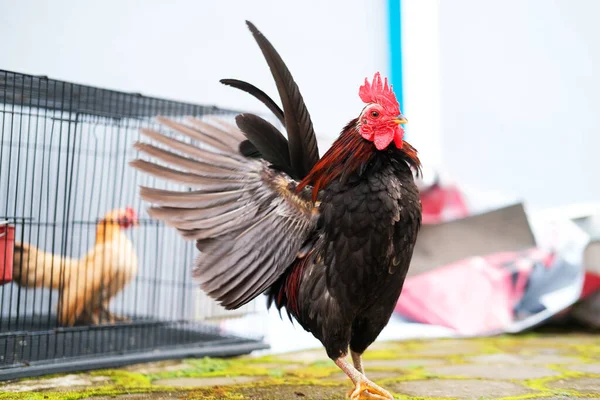 Decorative Rooster Yard — Stockfoto