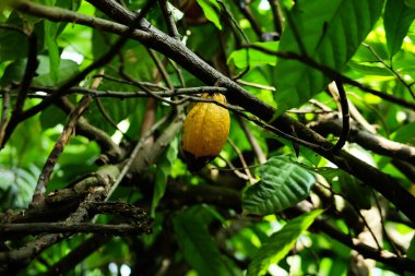 Haşerelerin saldırdığı ağaçtaki olgun kakao.