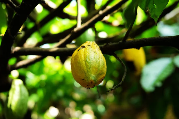 Ripe Cocoa Tree Attacked Pests — стоковое фото