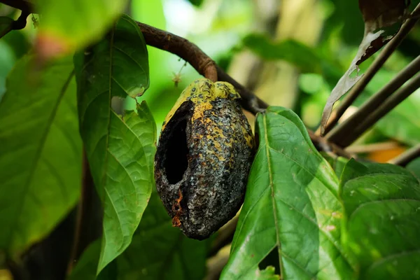 Спелый Какао Дереве Атакованном Вредителями — стоковое фото