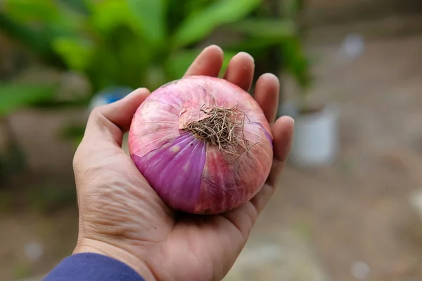 Jumbo Tamaño Cebolla Fresca Mano Del Hombre Asiático — Foto de Stock