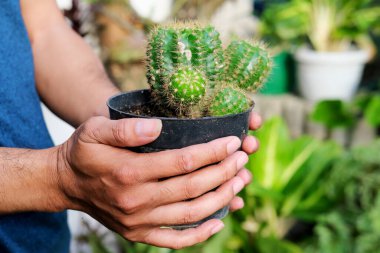 Kaktüs, insanın elinde.