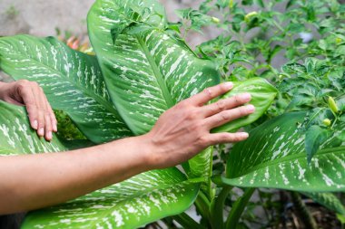 Tropikal bitkilerle ilgilenen Asyalı adam
