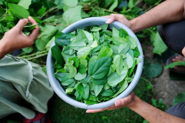  Asyalı erkekler çimen jölesi toplar, çimen jölesi Güneydoğu Asya 'da yetişen bir bitkidir..