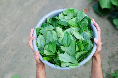 Asyalı erkekler çimen jölesi toplar, çimen jölesi Güneydoğu Asya 'da yetişen bir bitkidir..