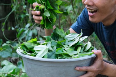 Asyalı bir adam, havuzda çimen yaprağı tutuyor.