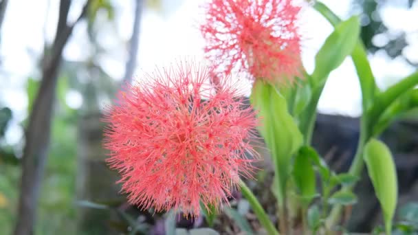 Blühende Tropische Blumen Auf Dem Hof — Stockvideo