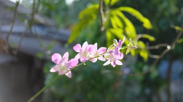 Рожева Квітка Орхідеї Навесні — стокове відео