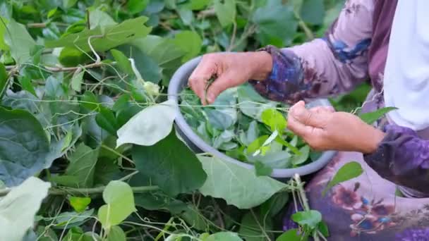 アジアの女性は草ゼリーの葉を選ぶ 草ゼリーは自然の中でブドウやコイルに住んでいる東南アジア原産の植物です — ストック動画