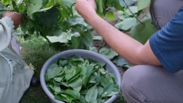 アジア人男性が草ゼリーの葉を選ぶ 草ゼリーは 東南アジア原産の植物で ブドウやコイルに自然に住んでいます — ストック動画