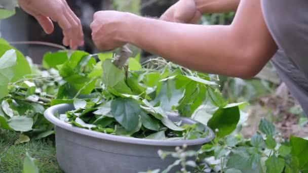 Asian Men Pick Grass Jelly Leaves Grass Jelly Plant Native — Stock Video
