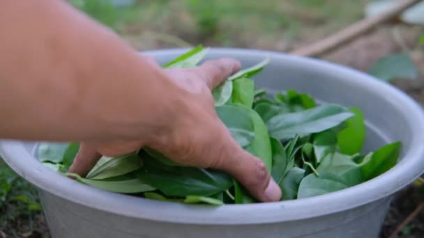 Asian Men Pick Grass Jelly Leaves Grass Jelly Plant Native — Stock Video