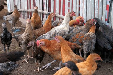 Çiftlikte bir grup tavuk, organik tavuk çiftliği konsepti.