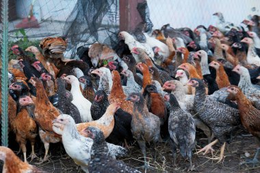 Çiftlikte bir grup tavuk, organik tavuk çiftliği konsepti.
