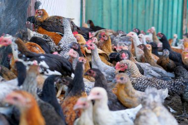 Çiftlikteki bir grup tavuk, organik tavuk çiftliği konsepti, bulanık ön plan