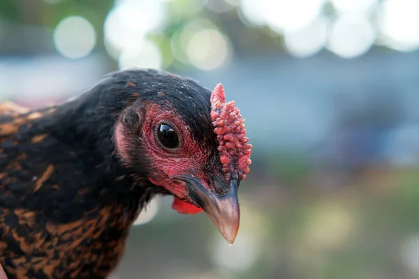 Närbild Höns Gården Ekologiskt Kycklingodlingskoncept — Stockfoto