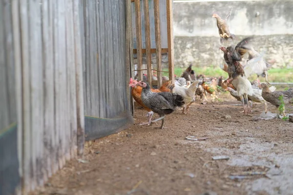 Grupp Kycklingar Gården Ekologiskt Kycklingodlingskoncept — Stockfoto