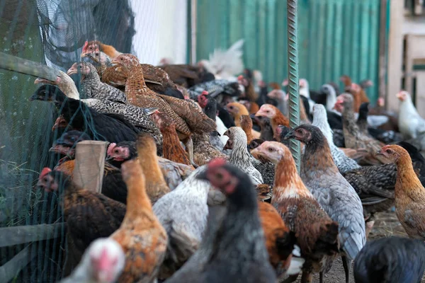 Grupa Kurcząt Gospodarstwie Koncepcja Hodowli Ekologicznych Kurczaków Zamazany Pierwszy Plan — Zdjęcie stockowe