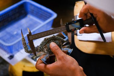  Yengeç yakalama ve ölçümler üzerine araştırma. Yengeç kıkırdağı genişliği dikenin ucundan sağına doğru ölçüldü ve tartıldı..