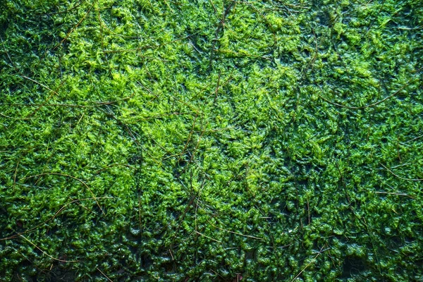 Абстрактный Фон Зеленого Мха Растущего Луже — стоковое фото