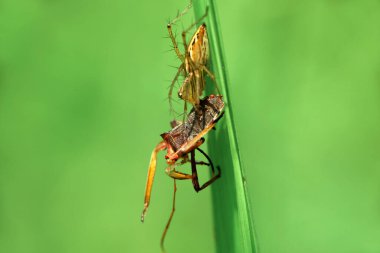 Oxyopidae pounce on prey. This species is also part of the genus Oxyopes and the order Araneae. The scientific name of this species was first published