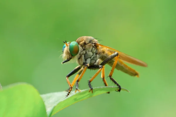 Asilidae Family Robber Flies Also Called Killer Flies Strong Hairy — Fotografia de Stock