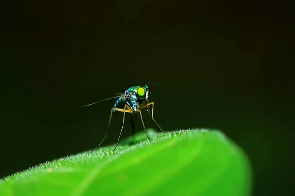 Long Legged Flies Perched Green Leaves — Fotografia de Stock