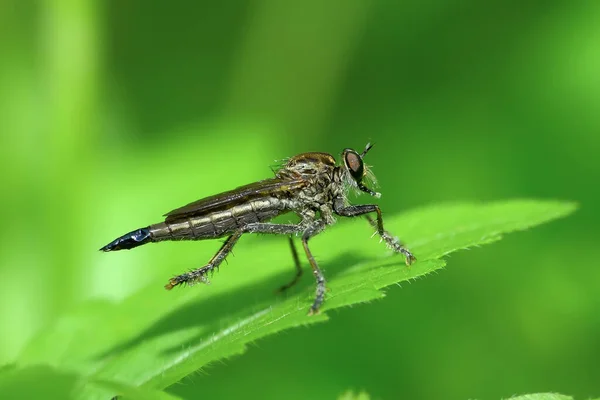 Asilidae Family Robber Flies Also Called Killer Flies Strong Hairy — Fotografia de Stock