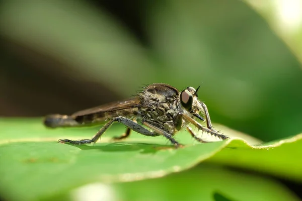 Asilidae Family Robber Flies Also Called Killer Flies Strong Hairy — Zdjęcie stockowe
