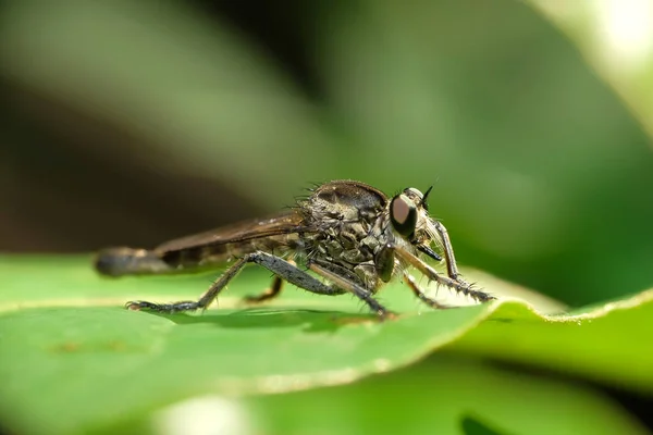 Asilidae Family Robber Flies Also Called Killer Flies Strong Hairy — Fotografia de Stock