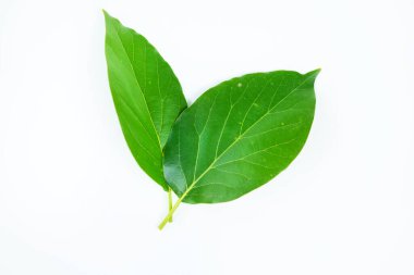 Green avocado leaf isolated on a white background.