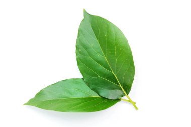 Green avocado leaf isolated on a white background.