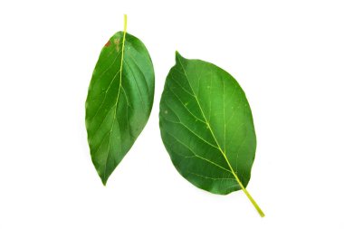 Green avocado leaf isolated on a white background.