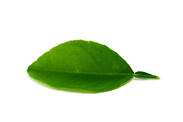 Fresh Lime Leaves Isolated White Background — Stock Photo, Image