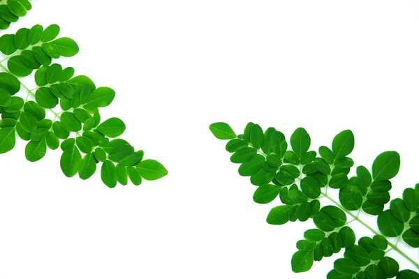 Moringa Leaves Isolated White Background Moringa Leaves Have Medicinal Properties — Foto de Stock