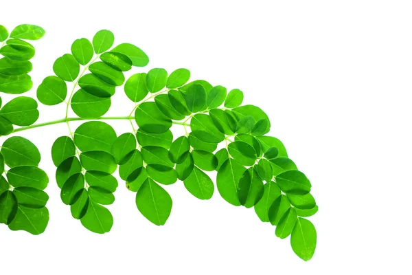 Moringa Leaves Isolated White Background Moringa Leaves Have Medicinal Properties — Fotografia de Stock