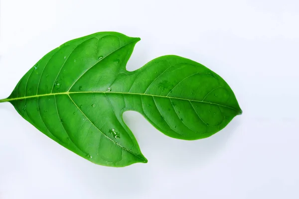Young Jackfruit Leaves Isolated White Background — Foto de Stock
