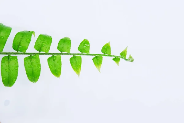 Young Fern Leaves Isolated White Background — Foto de Stock