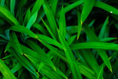 Background of bright green plants pandan with line texture