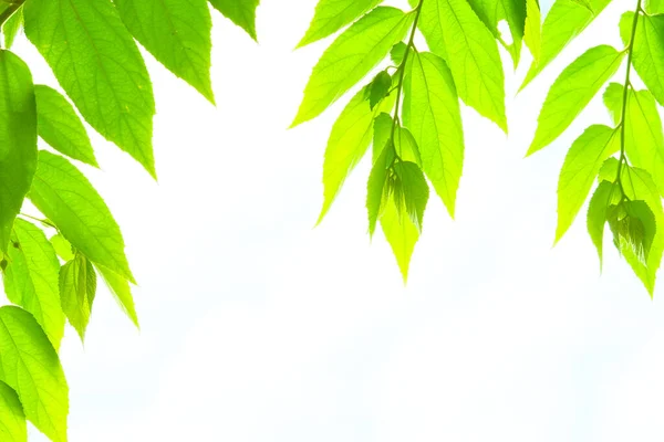 Bright Green Plant Leaves White Background — Foto de Stock