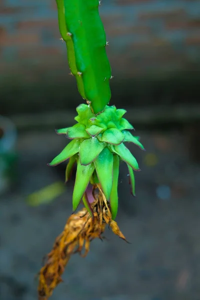 Fertilized Dragon Fruit Flower Blurred Background — Foto Stock