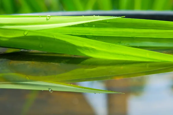 Pandan Leaves Water Surface Reflection — Zdjęcie stockowe