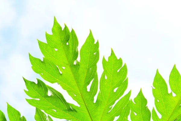 Bright Green Papaya Leaves White Background — Foto de Stock
